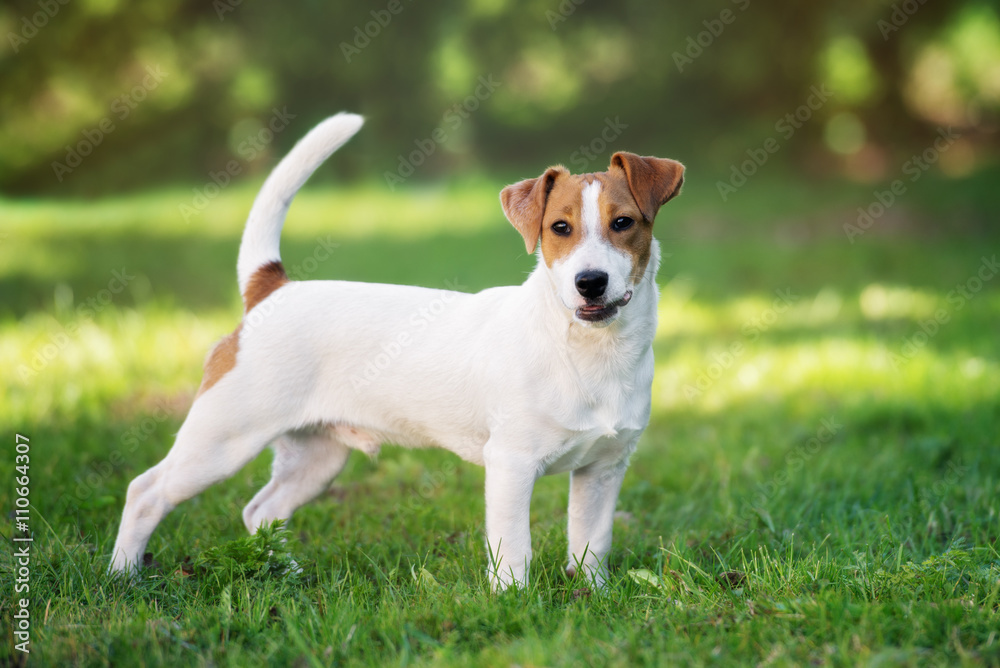 young jack russell terrier dog outdoors in summer