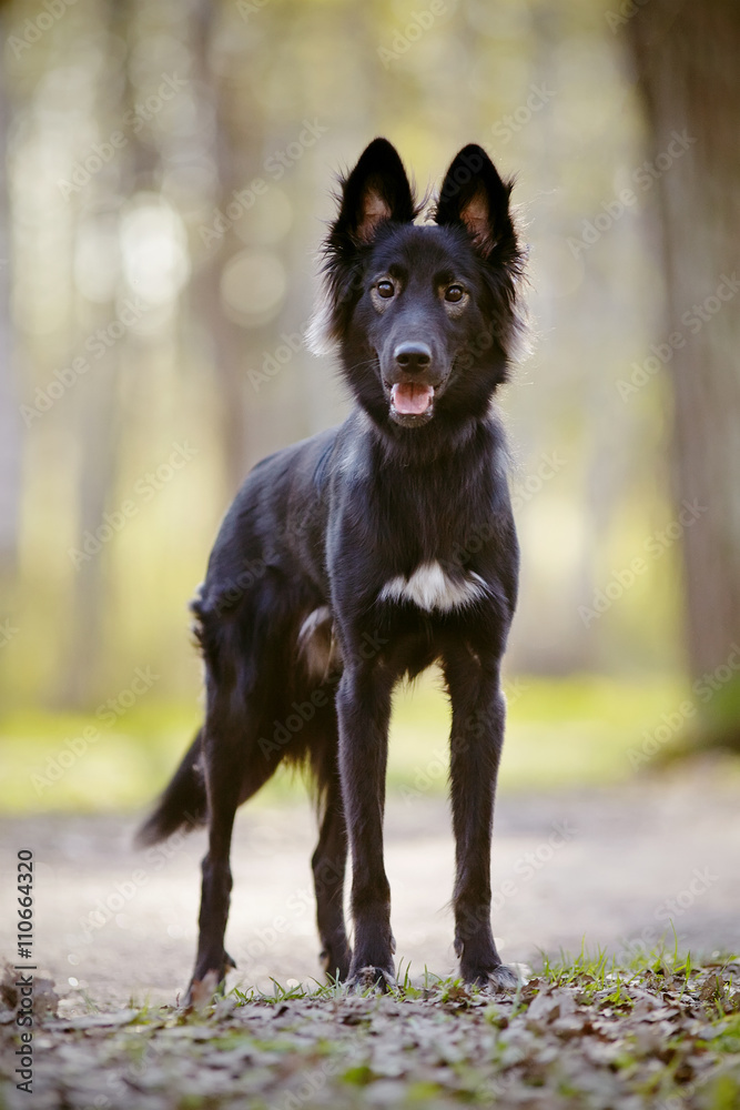 Black not thoroughbred dog on walk
