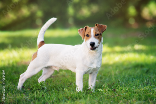 young jack russell terrier dog outdoors in summer photo