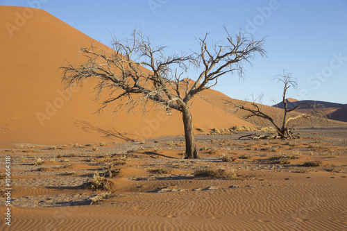 Viewof trees near the dune 45 in the Namib Desert, Sossusvlei, N