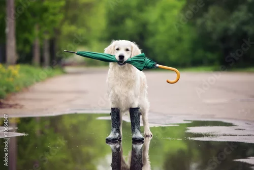 Obraz golden retriever pies w kalosze trzyma parasol