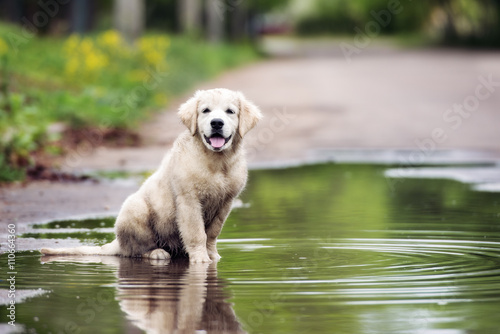 happy dirty golden retriever puppy sitting in a puddle