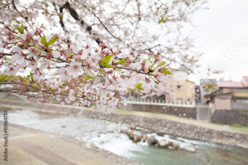 Cherry blossom in spring season ,Japan