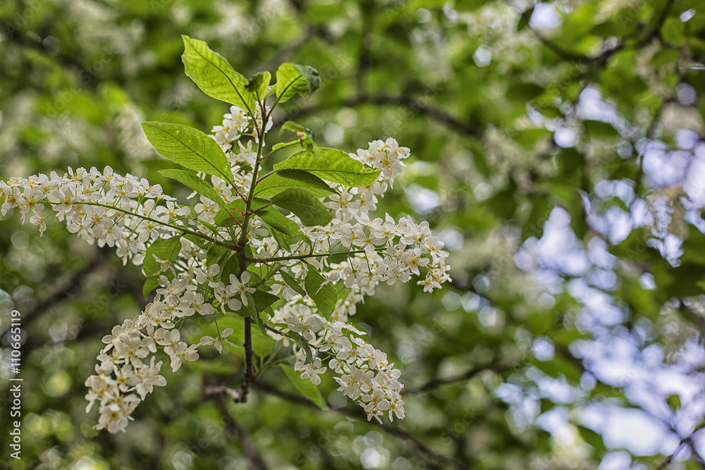 blooming trees, branch, flower, bird cherry blooming trees, branch, flower, bird cherry