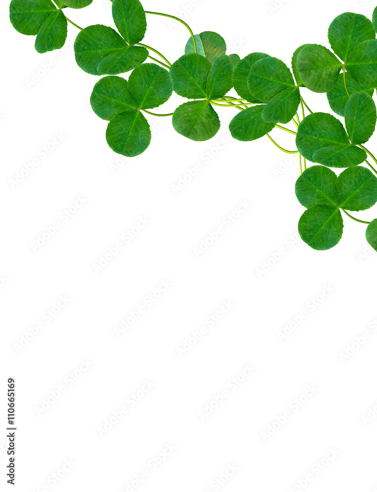 Green clover leaves on a background summer landscape. Green clover leaves on a background summer landscape.