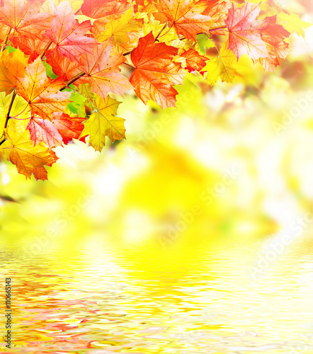 autumn foliage. Autumn time. Gold autumn.
