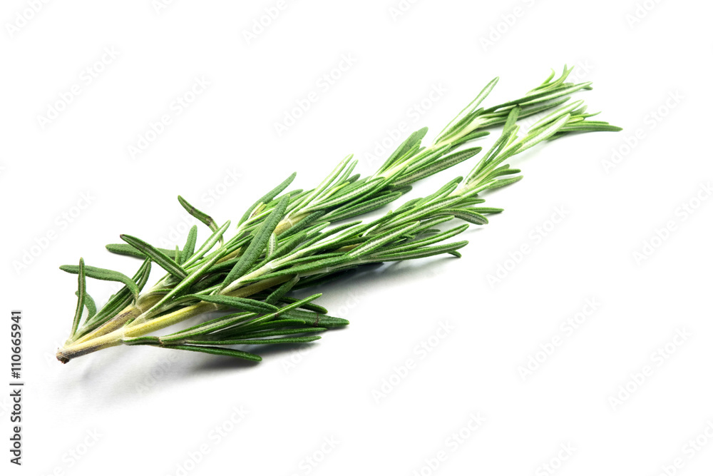Fototapeta premium Rosmarin isoliert auf weißem Hintergrund