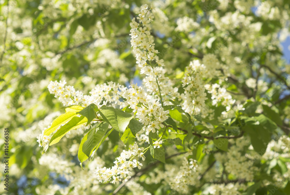 Bird cherry. Flowering bird-cherry. Bird cherry tree in blossom Bird cherry. Flowering bird-cherry. Bird cherry tree in blossom