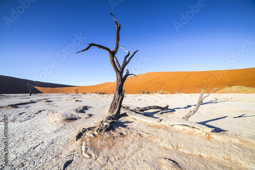 Trees in Deadvlei, or Dead Vlei, a white clay pan located near the more famous salt pan of Sossusvlei, inside the Namib-Naukluft Park in Namibia