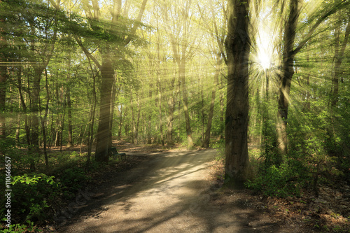 sunlight shining through the trees