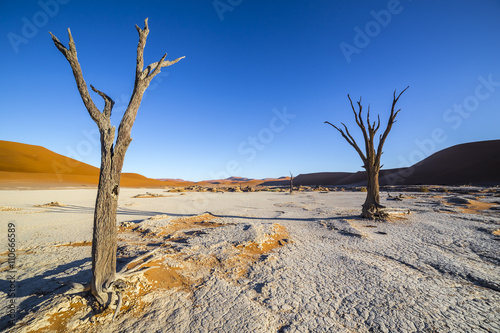 Bild auf Leinwand Trees in Deadvlei, or Dead Vlei, a white clay pan located near the more famous s