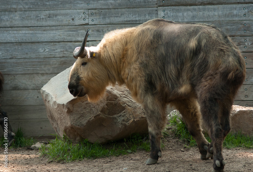 Sichuan Takin