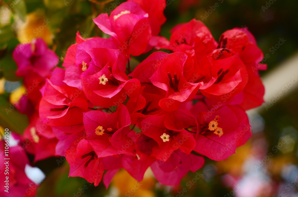 Beautiful pink flower