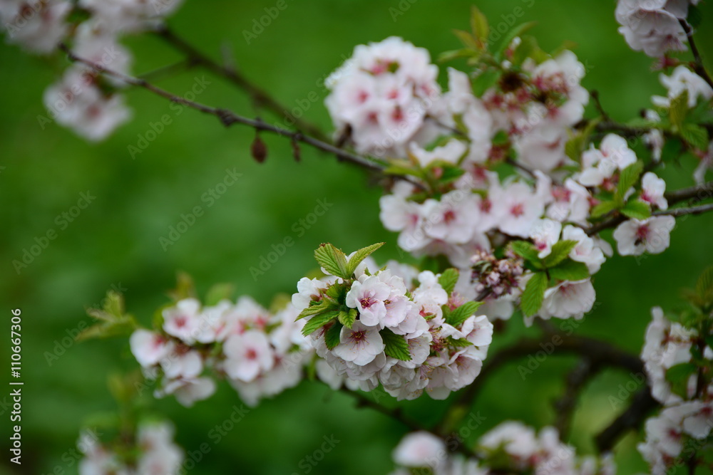 Beautiful blooming tree 