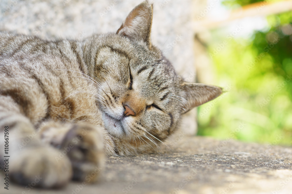猫 猫