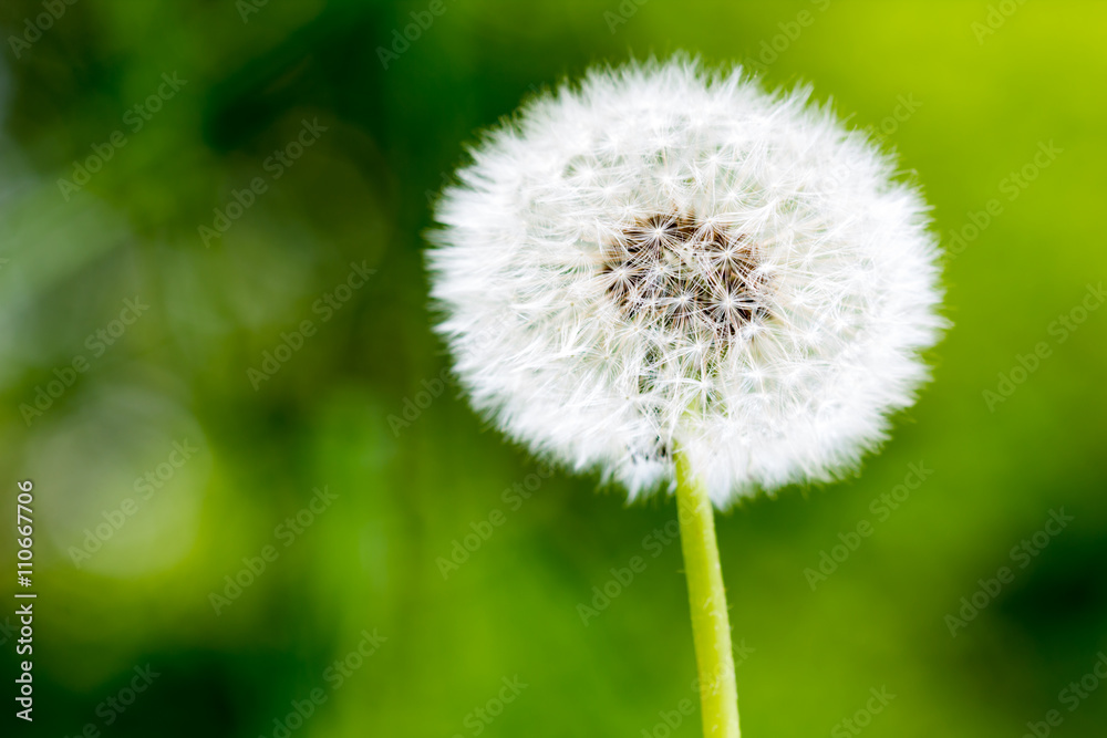 Withered dandelion close range on a green background. Withered dandelion close range on a green background.