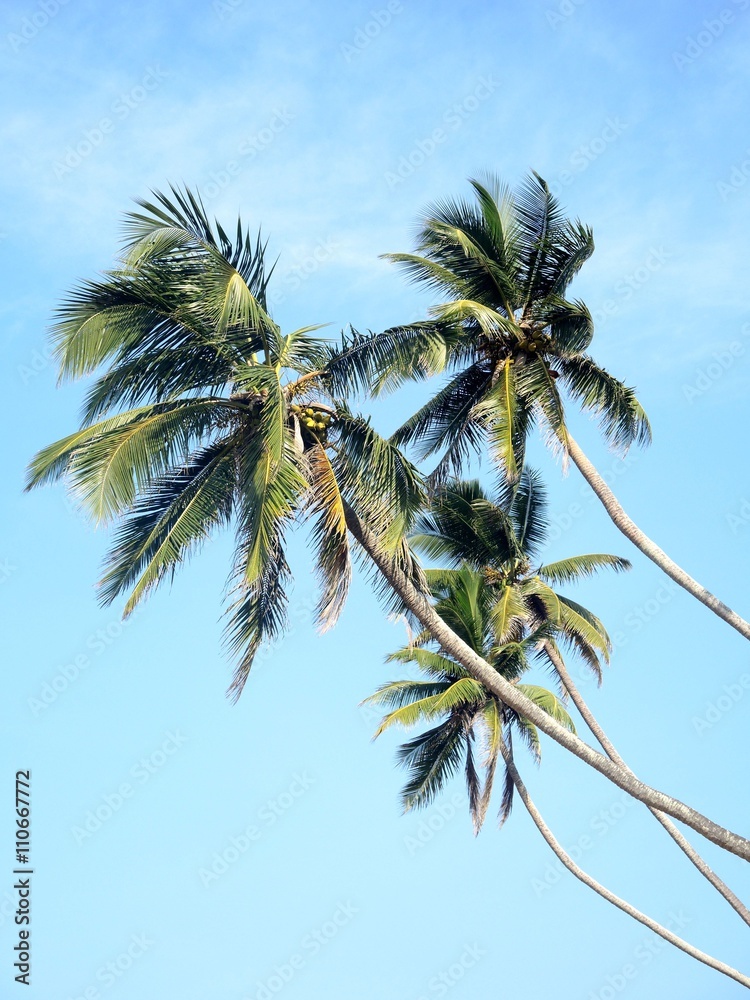 Fototapeta premium Coconut palms in the sky