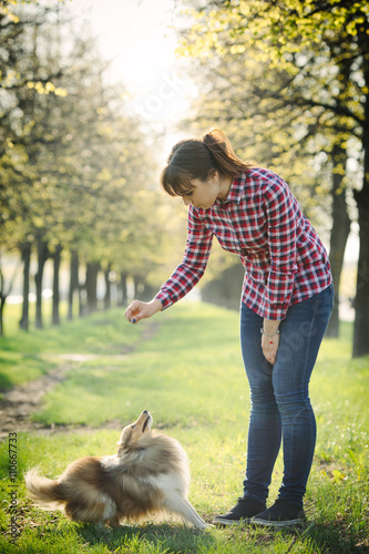 Young woman playing with her dog sheltie on the grass; trainig the shetland sheepdog in the park