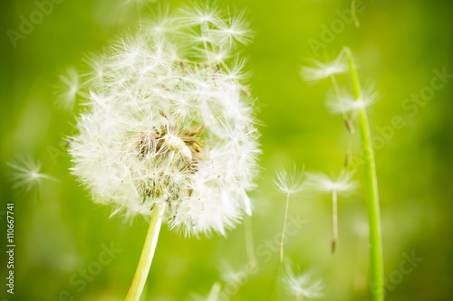 Withered dandelion close range on a green background.