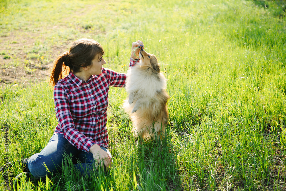 Fototapeta Young woman playing with her dog sheltie on the grass; trainig the shetland sheepdog in the park