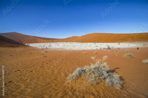 Trees in Deadvlei  or Dead Vlei  a white clay pan located near the more famous salt pan of Sossusvlei  inside the Namib-Naukluft Park in Namibia