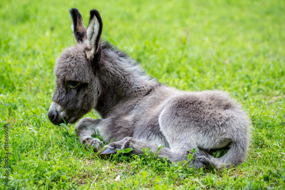 Fototapeta premium müdes kleines graues Eselchen