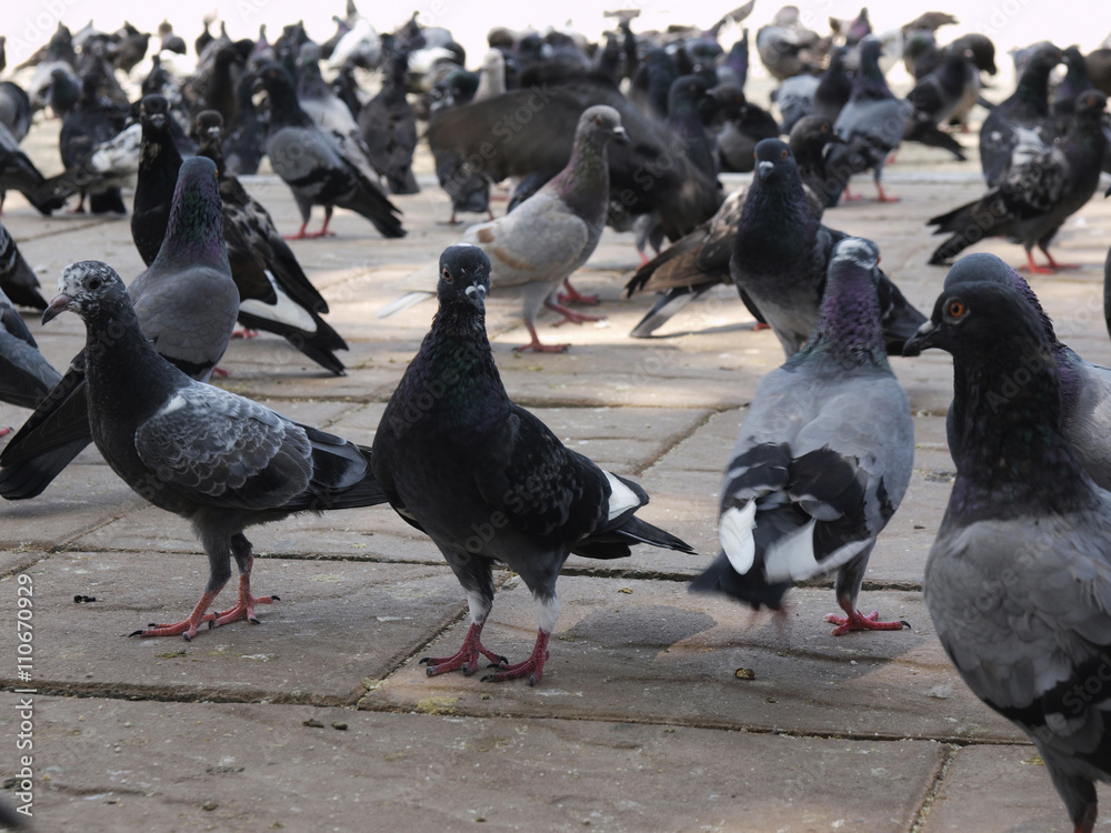 The crowd of doves in Thai temple The crowd of doves in Thai temple