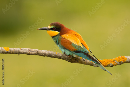 Small bird with a nice plumage © Gelpi