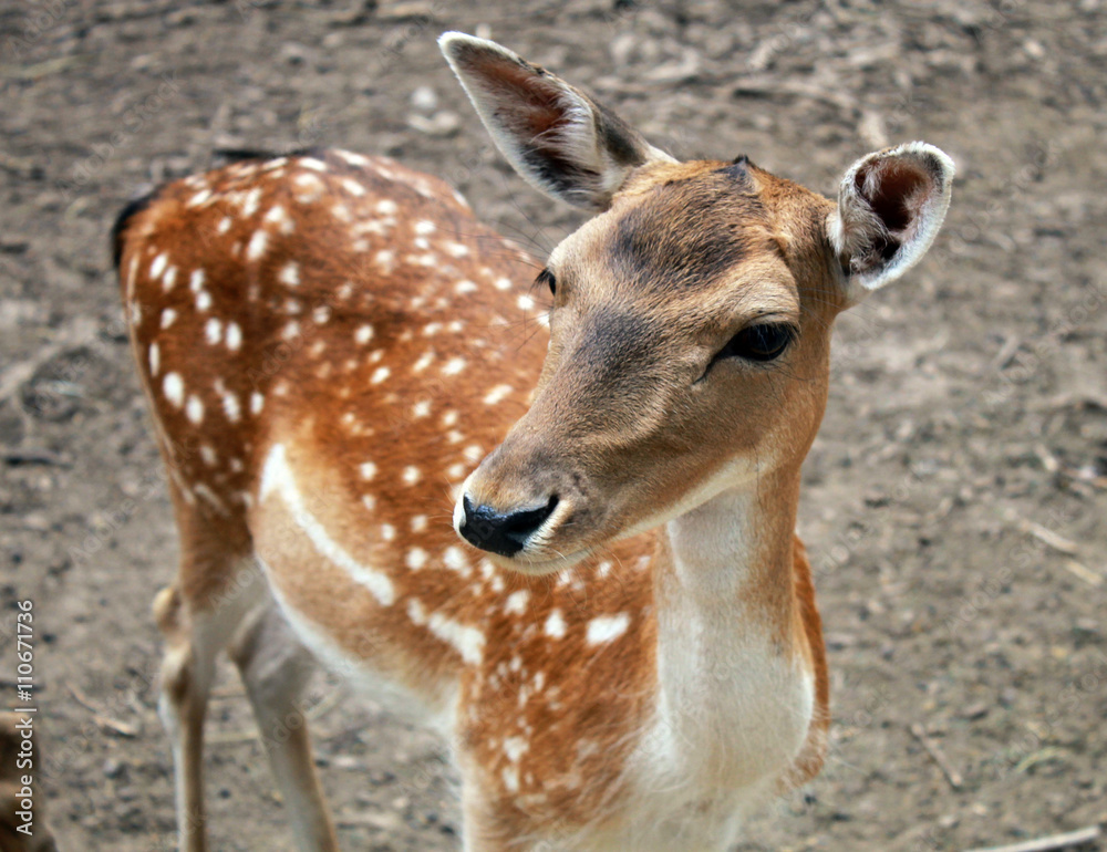 portrait of fawn deer calf portrait of fawn deer calf