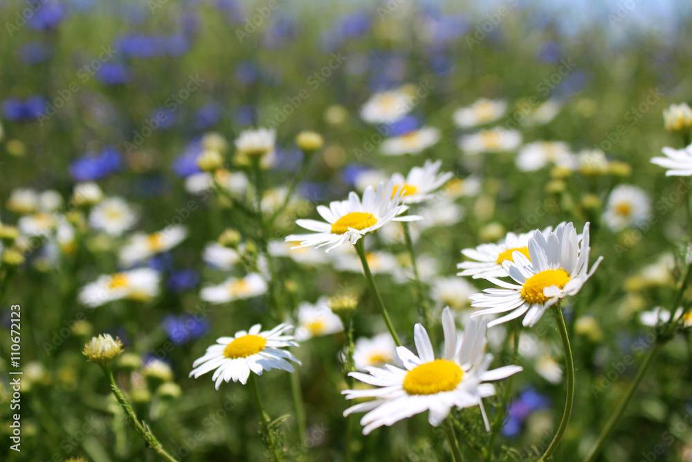 Wild daisies, many blurred flowers in the field, camomile and co Wild daisies, many blurred flowers in the field, camomile and co