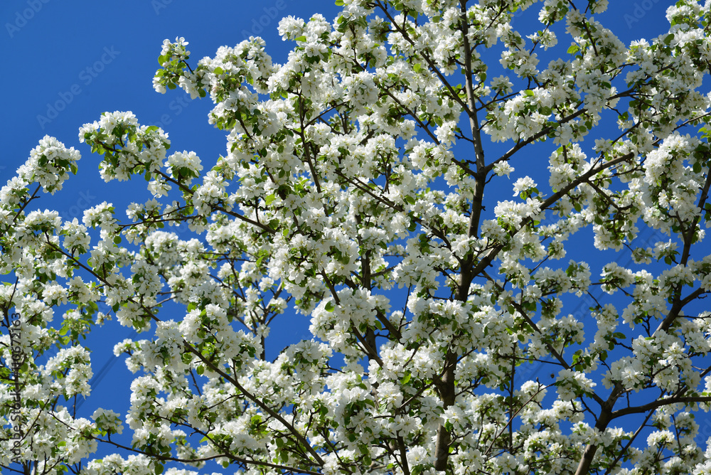 Abundantly flowering apple tree against sky Abundantly flowering apple tree against sky