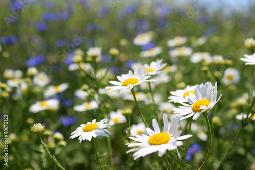Wild daisies, many blurred flowers in the field, camomile and co