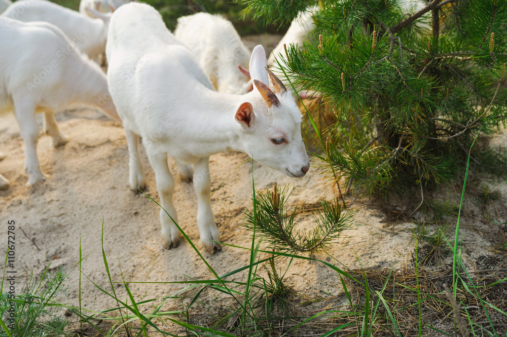 white young nanny goat searching food white young nanny goat searching food