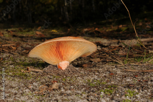 Lactarius deliciosus, commonly known as the saffron milk cap and red pine mushroom with forest trees in the background