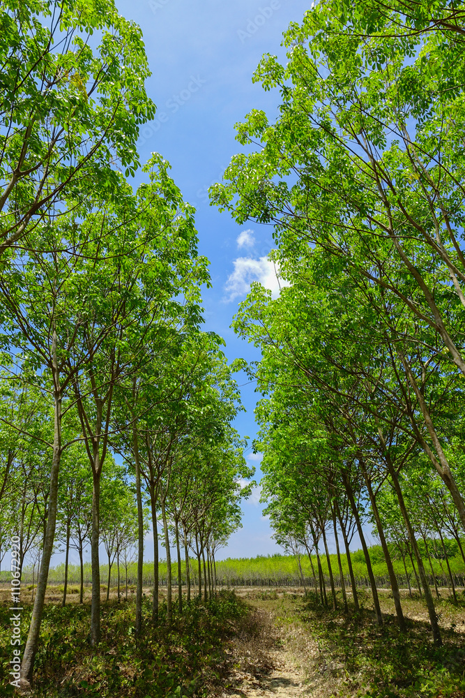 Fototapeta premium rubber plantation tree background.
