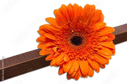 bright orange gerbera flower on white background