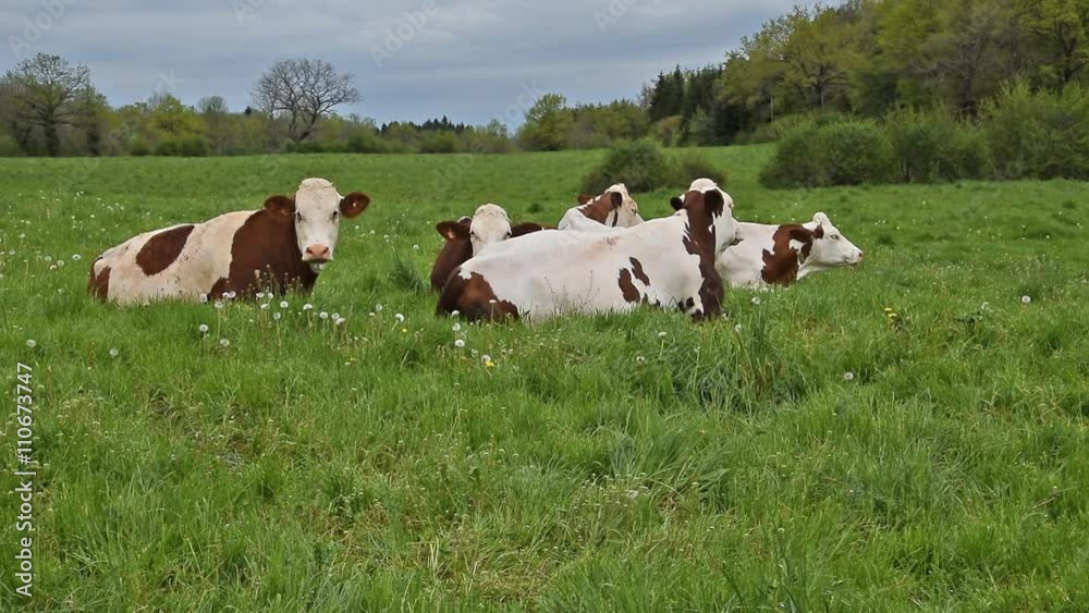troupeau de vache