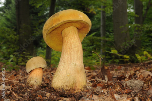 Canvas Print Suillellus luridus (formerly Boletus luridus), commonly known as the lurid bolet