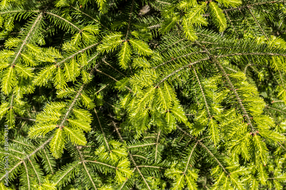 Fototapeta premium New sprout. Background of young spruce branches.