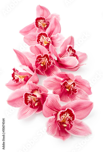 Fototapeta Naklejka Na Ścianę i Meble -  Orchid flowers