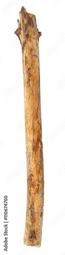 Naklejka premium Tree branch