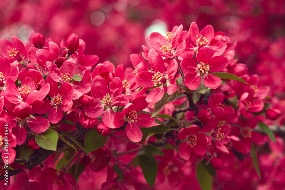 Fototapeta premium Spring blooming tree. Pink flowers close up
