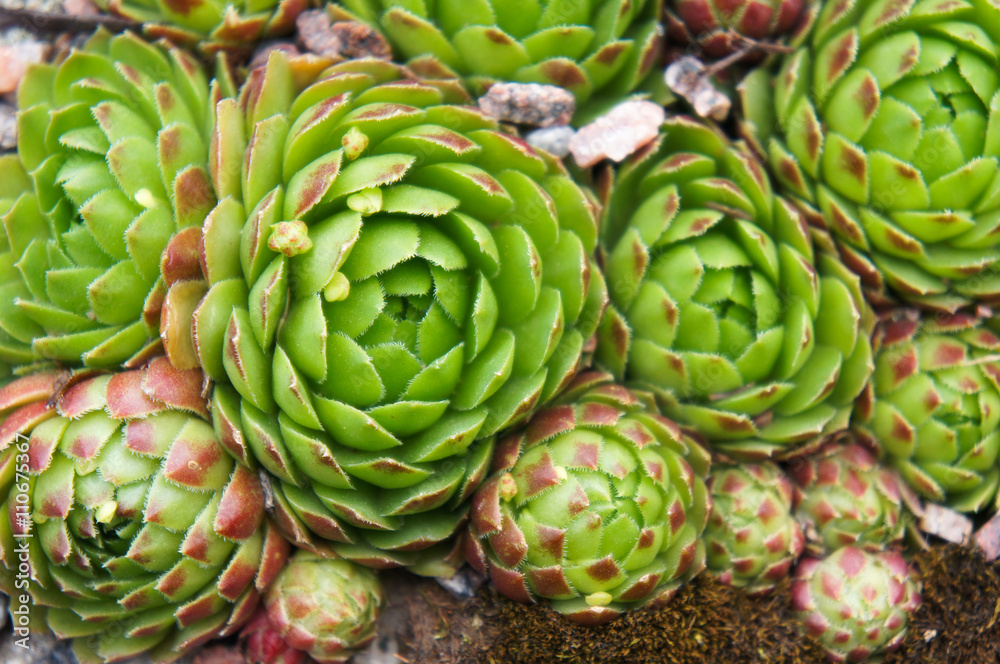 Fototapeta premium houseleek or Sempervivum green close-up