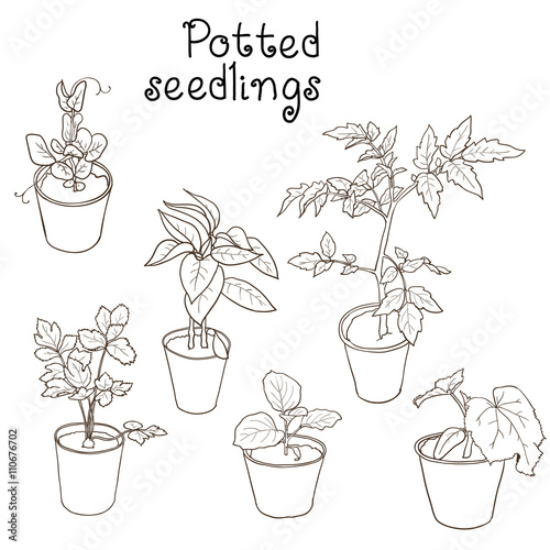 Set of potted seedlings of different vegetables drawn with dark outlines: tomato, cucumber, celery, eggplant, peas, bell pepper. Vector illustration.