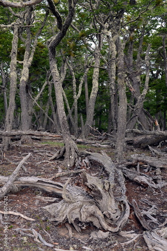 Fallen trees on the shore of Lago Blanco.