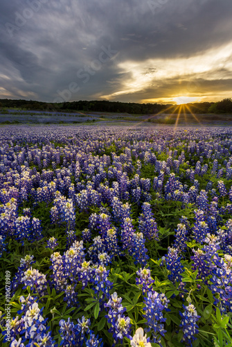 Fototapeta Naklejka Na Ścianę i Meble -  Beautiful Bluebonnets field at sunset near Austin, Texas.
