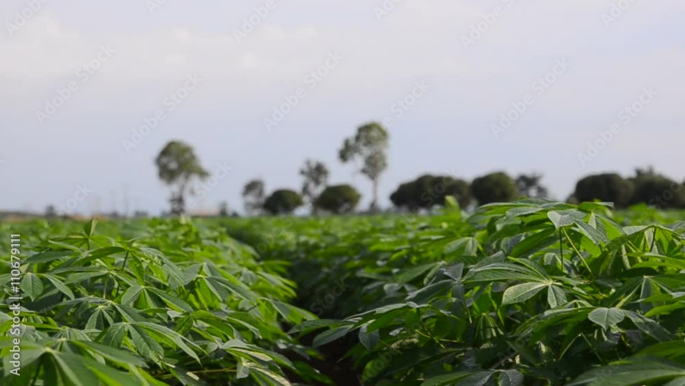 Dolly slider tilt down nature cassava farm in Thailand
