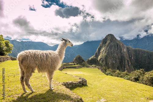 Llama Looking at Machu Picchu © pcalapre