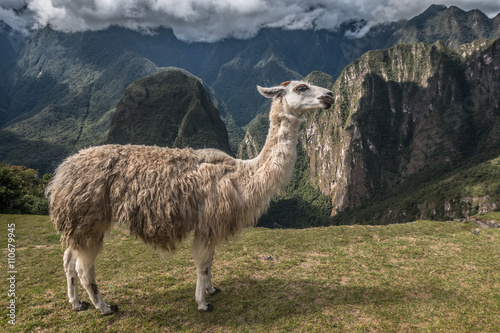 Llama in Peru © pcalapre