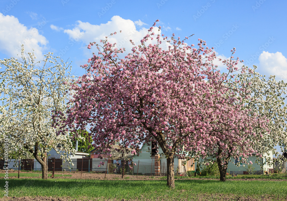 Blossom pink and white trees in garden, belarus 